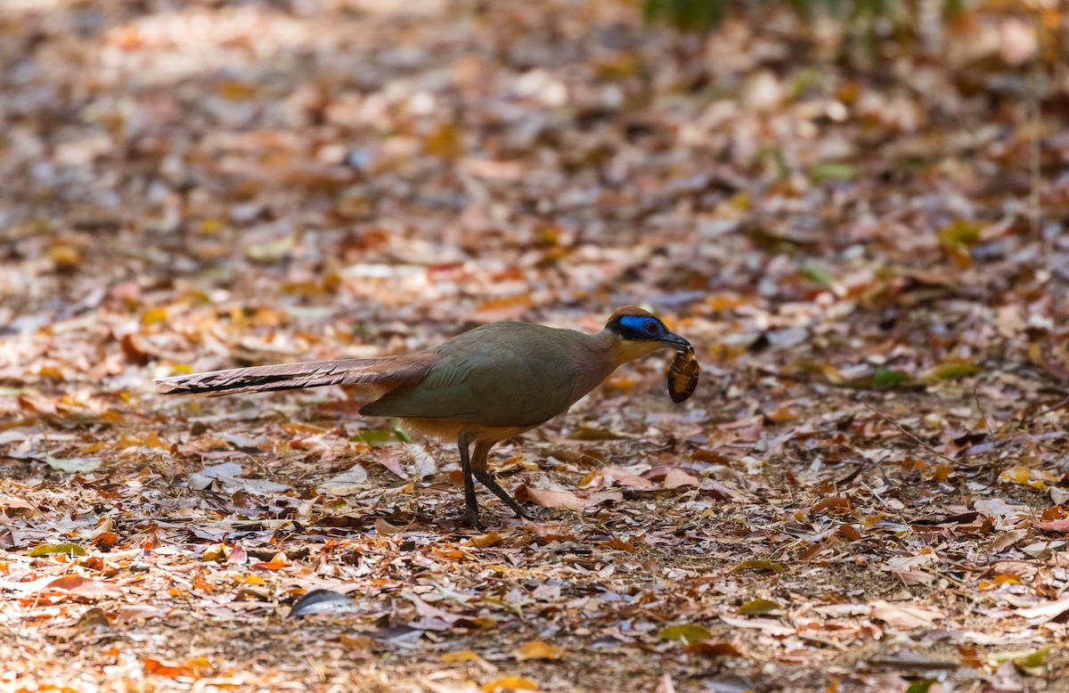 Red-capped Coua - ML610438730