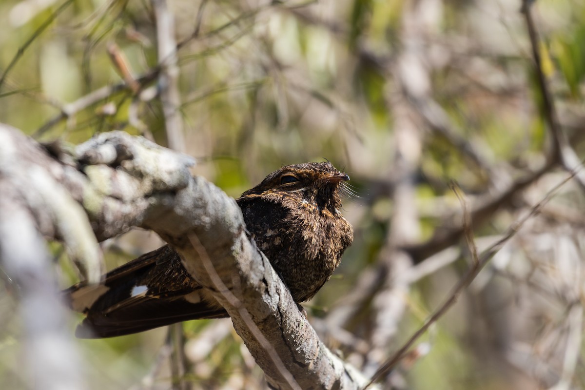 Madagascar Nightjar - ML610438744