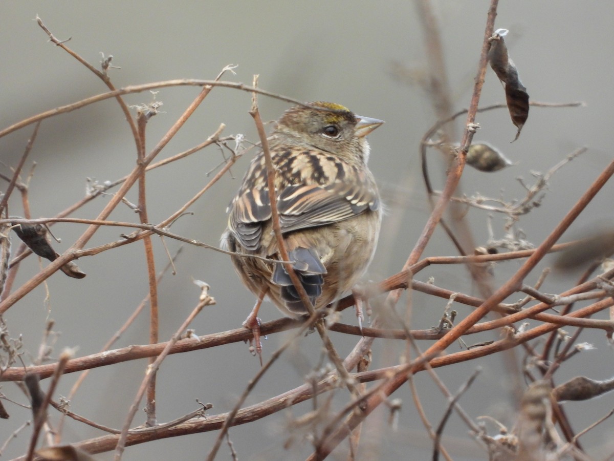 Golden-crowned Sparrow - Christine Hogue