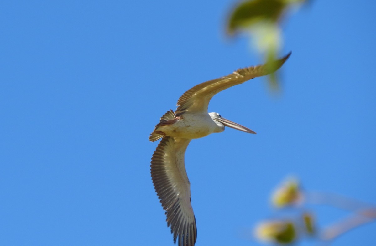 Pink-backed Pelican - ML610438862