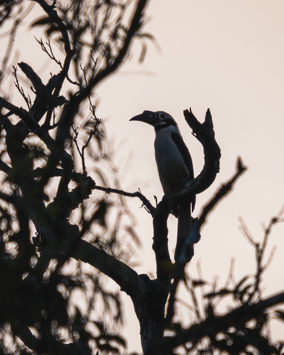 Visayan Hornbill - ML610438922