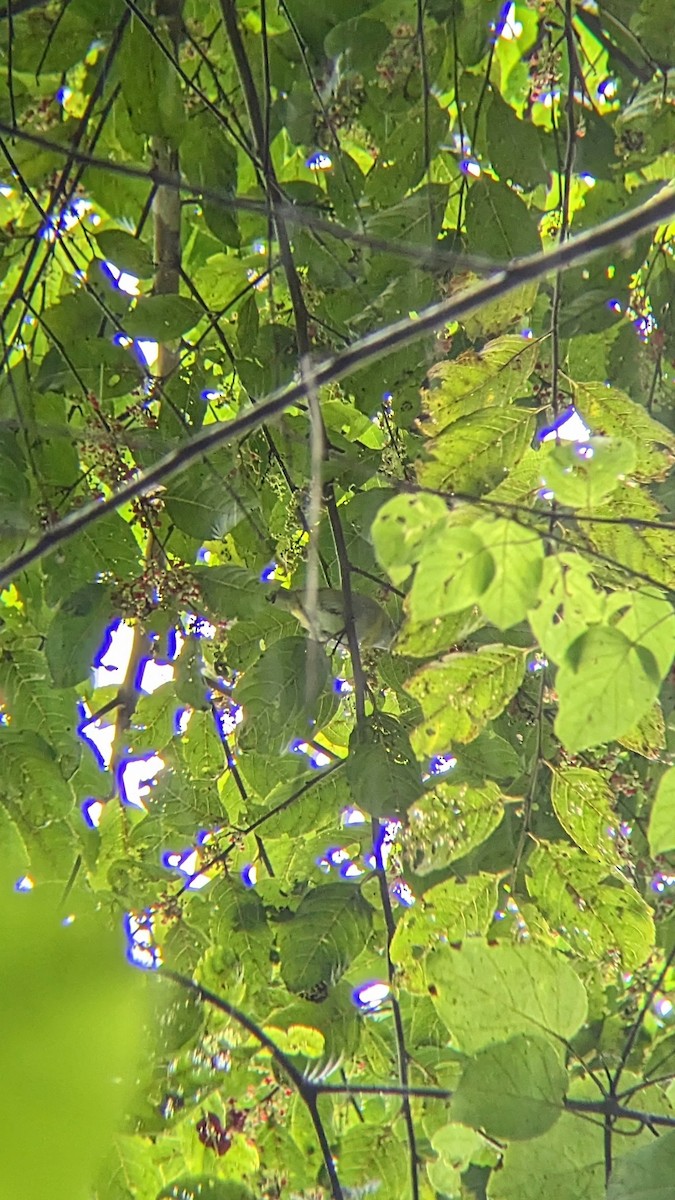 Ashy-throated Chlorospingus - Daniel Fonseca