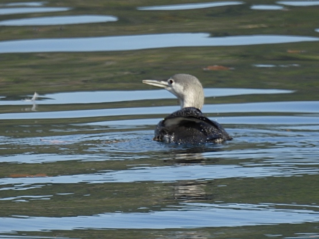 Red-throated Loon - ML610438959