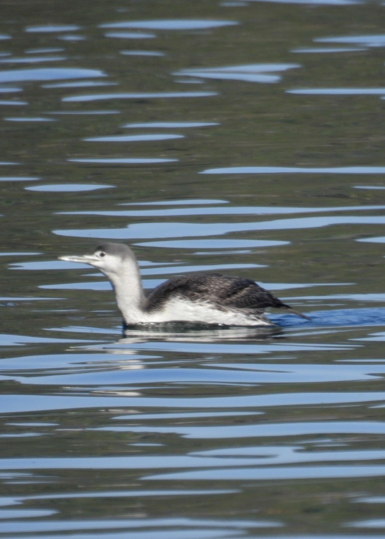 Red-throated Loon - ML610438960
