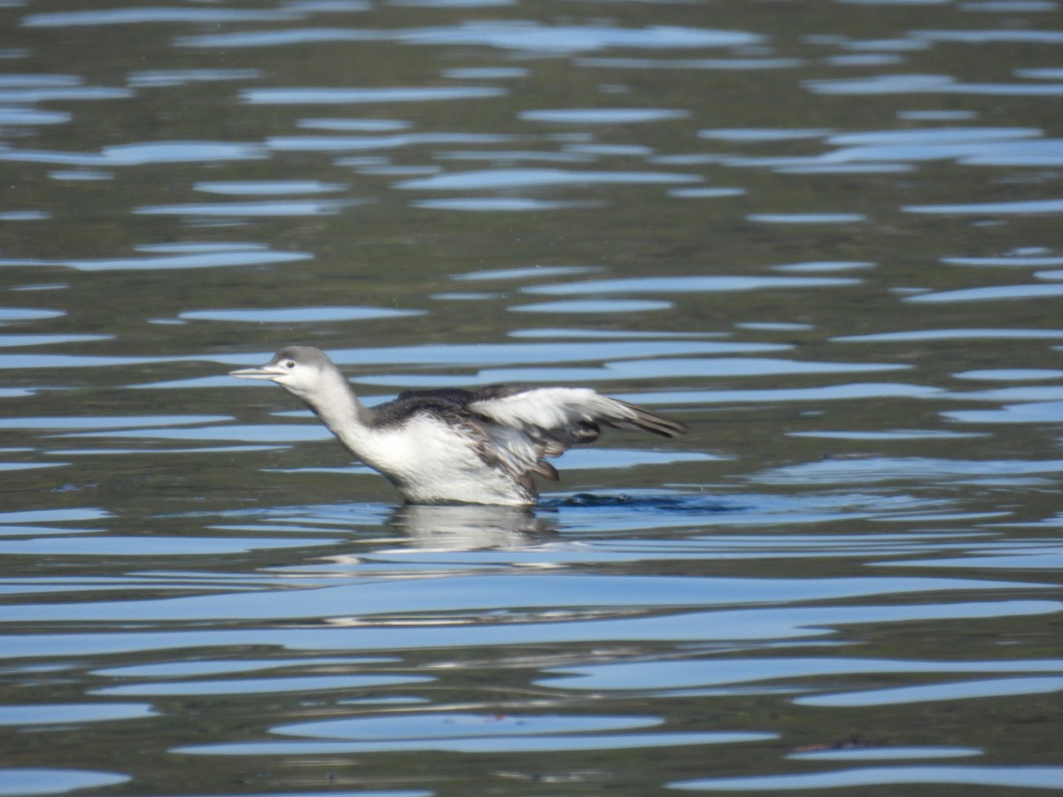 Red-throated Loon - ML610438961