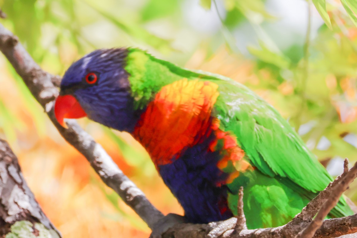 Rainbow Lorikeet - Sonia Boughton