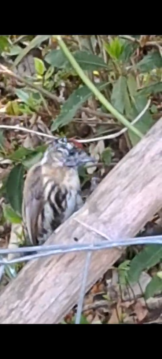 Mottled Piculet - ML610439106