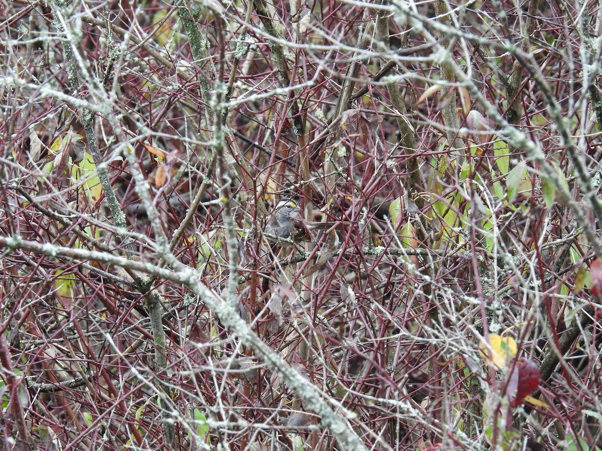 White-throated Sparrow - ML610439116