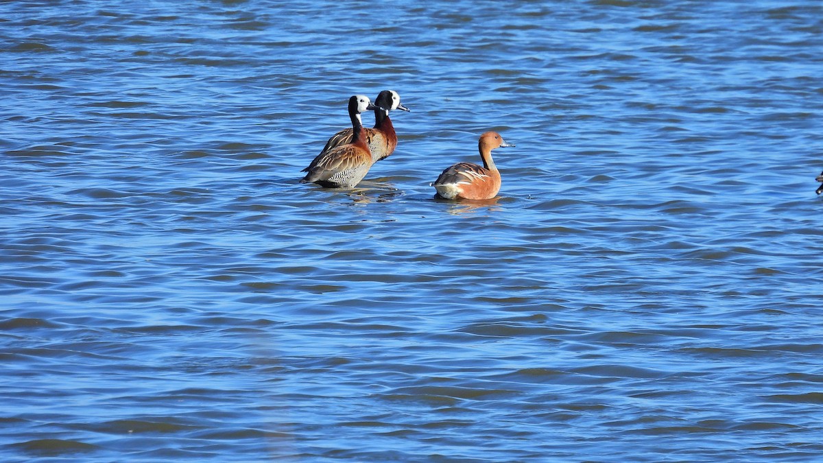 Fulvous Whistling-Duck - ML610439189