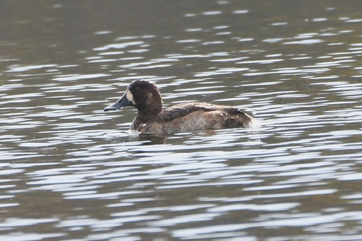 Greater Scaup - ML610439354