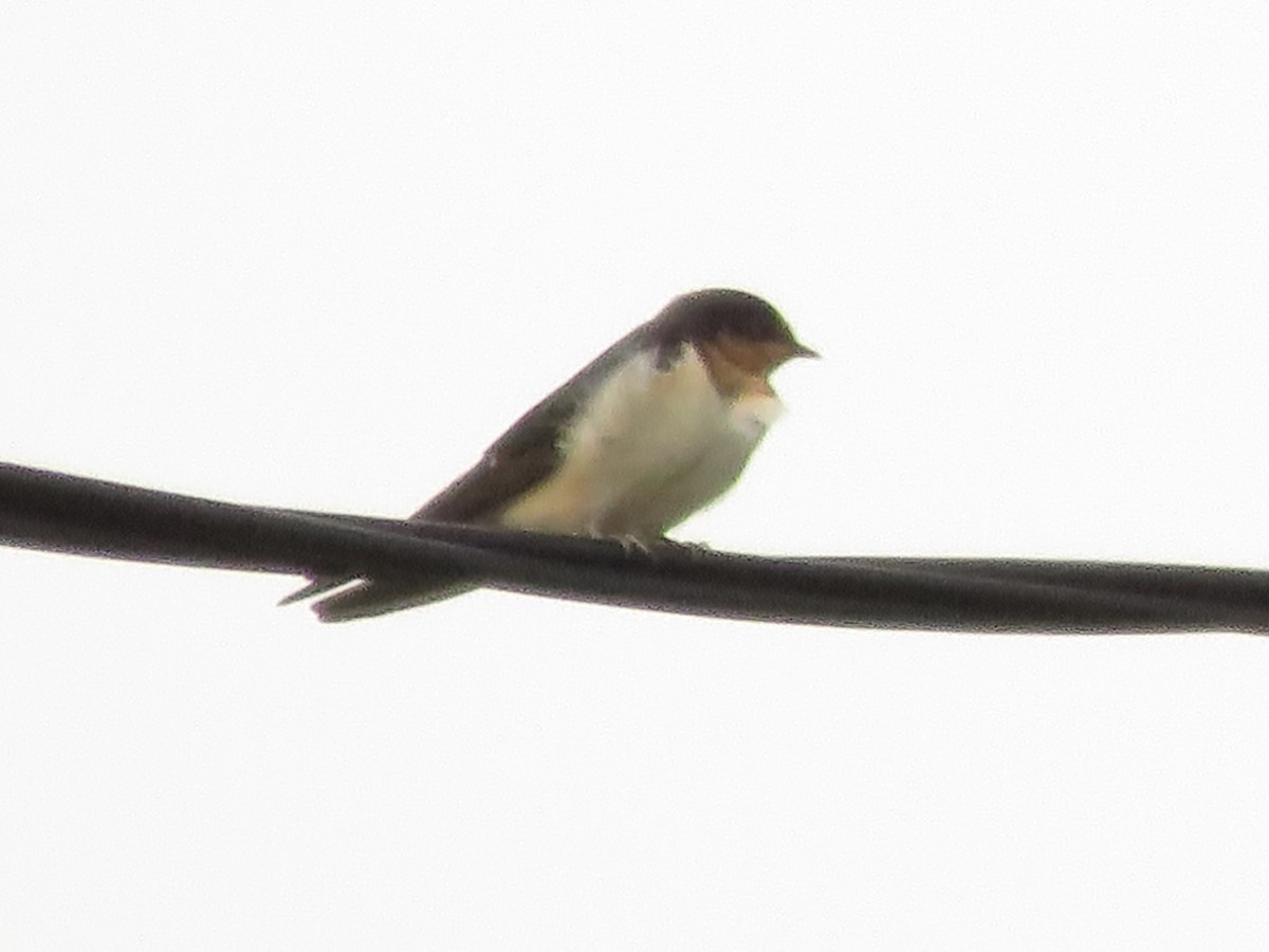 Barn Swallow - ML610439359