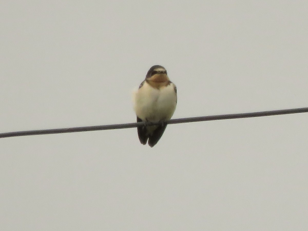 Barn Swallow - ML610439360