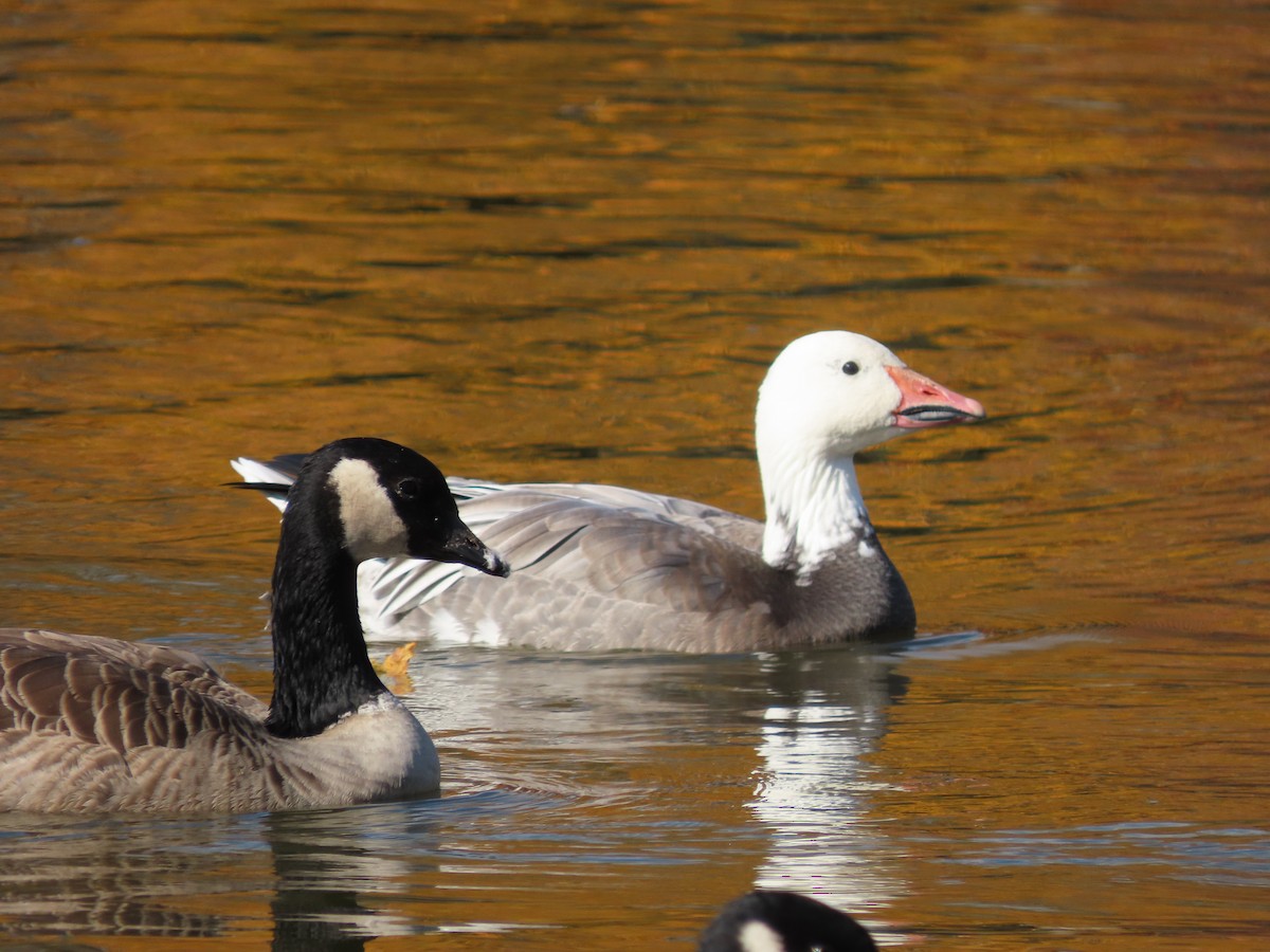 Snow Goose - ML610439377