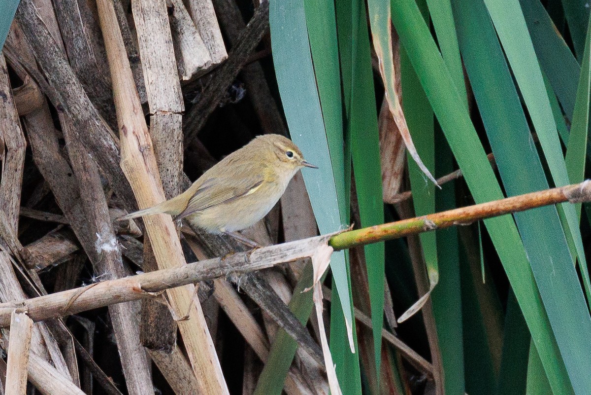 Mosquitero Común - ML610439443