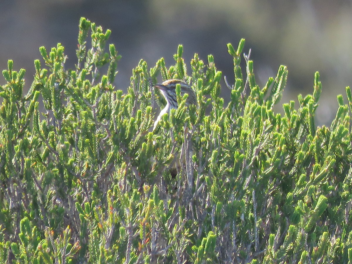 Western Fieldwren - ML610439467