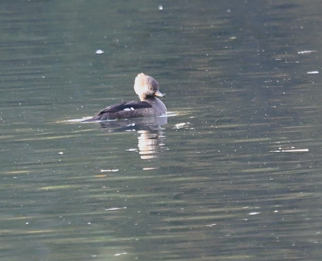 Hooded Merganser - ML610439506