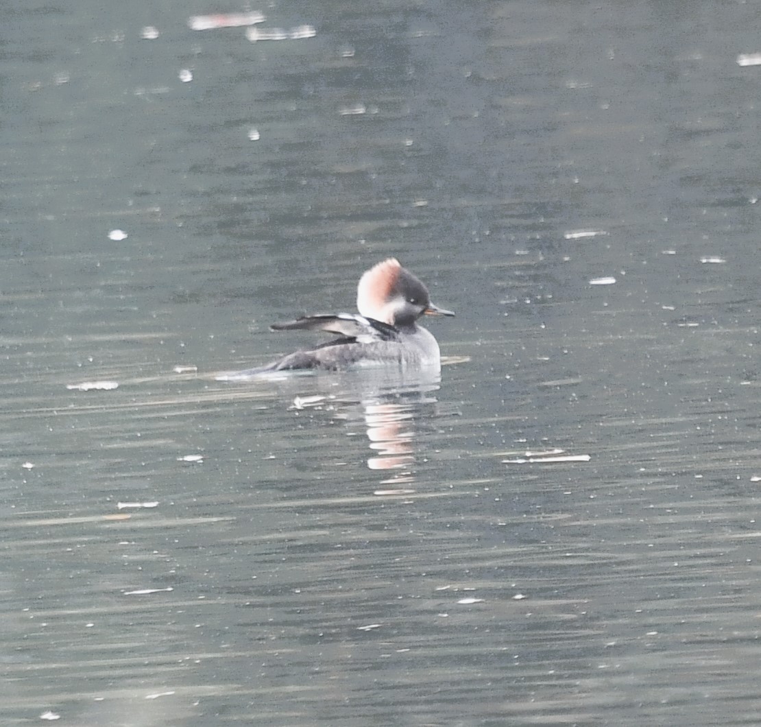 Hooded Merganser - ML610439507
