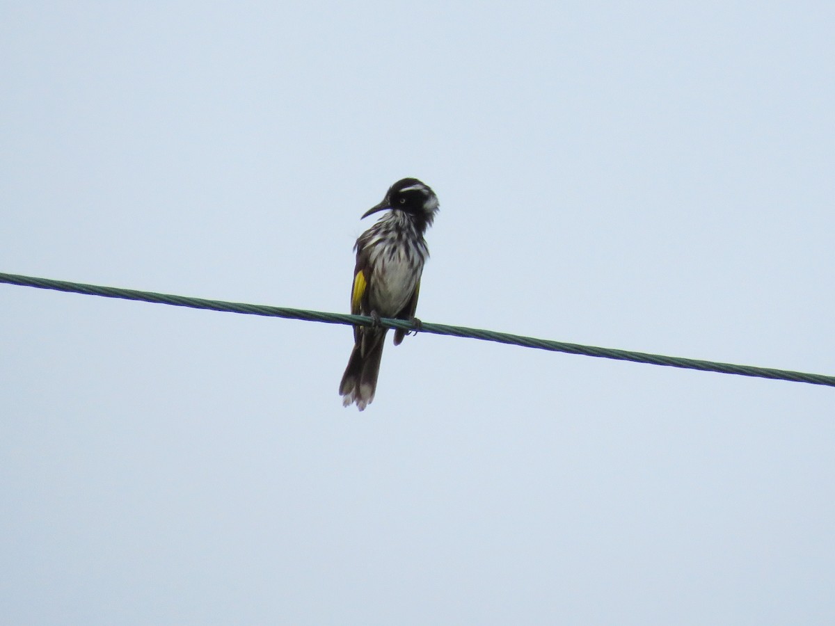 New Holland Honeyeater - ML610439510