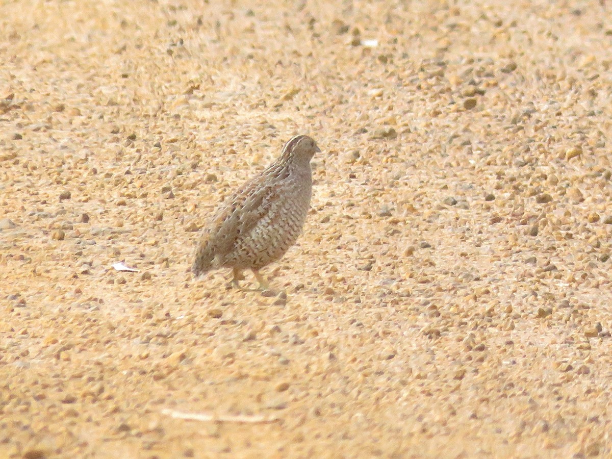 Brown Quail - Craig Caldwell