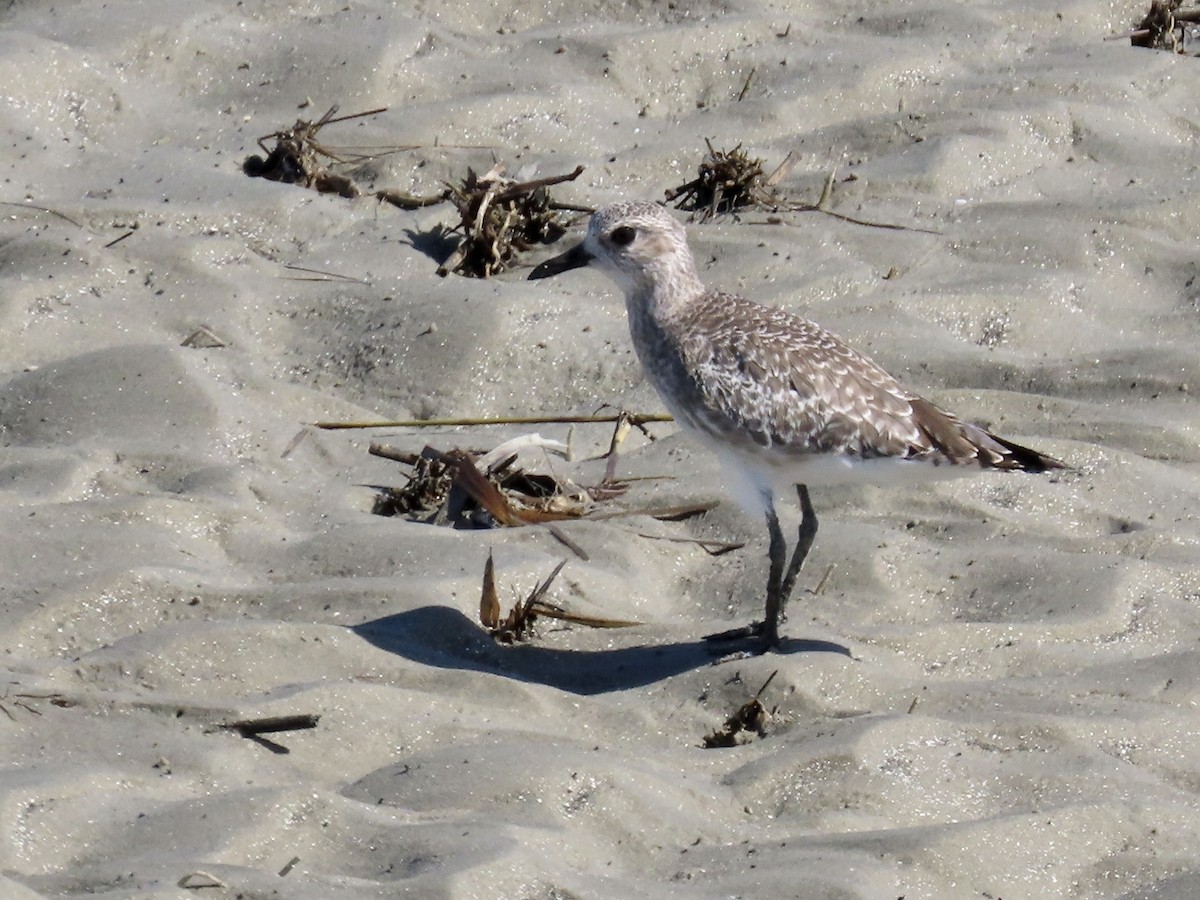 Black-bellied Plover - Craig Watson