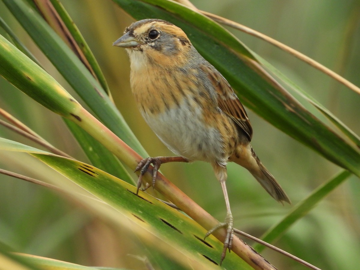 Nelson's Sparrow - ML610439621