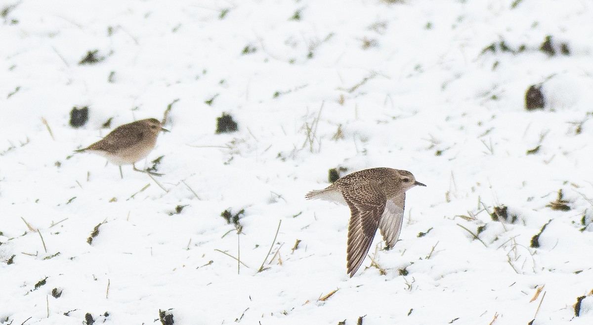 American Golden-Plover - Anuj Ghimire