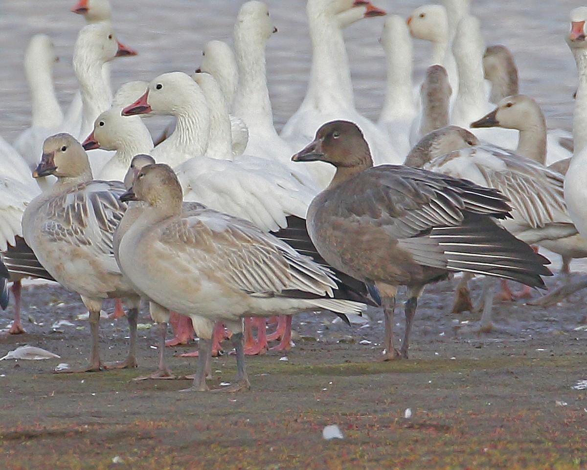 Snow Goose - ML610439676