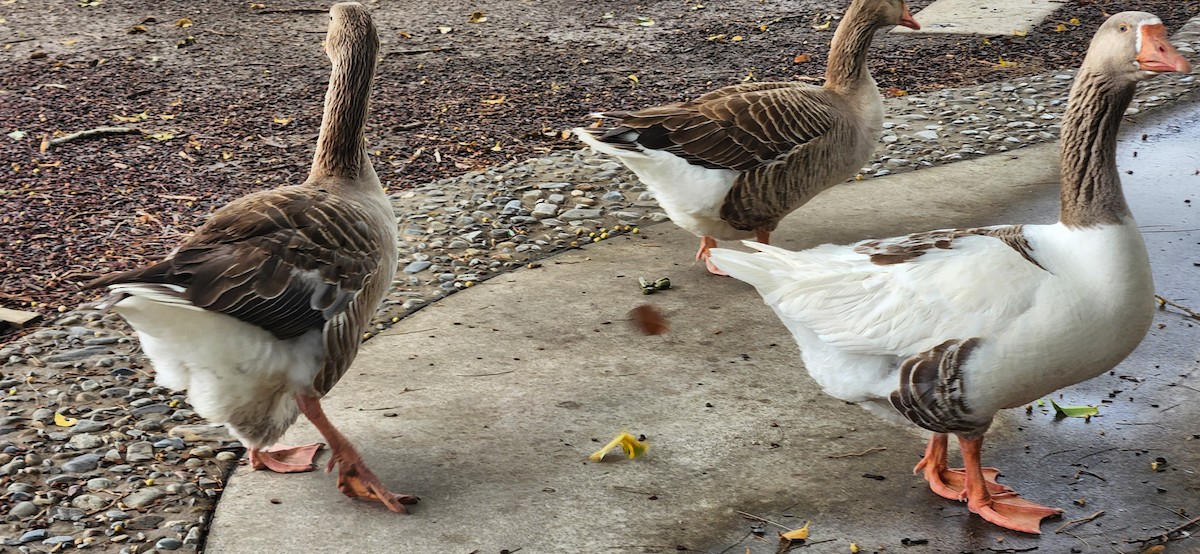 Domestic goose sp. (Domestic type) - ML610439834