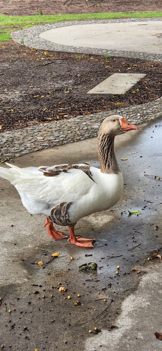 Domestic goose sp. (Domestic type) - ML610439835