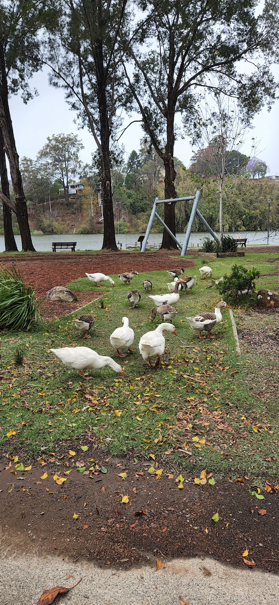 Domestic goose sp. (Domestic type) - ML610439841