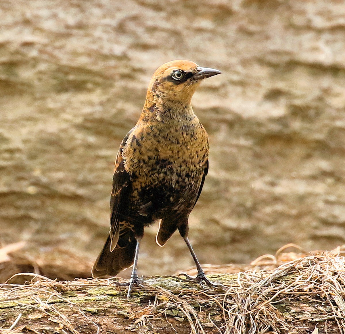 Rusty Blackbird - ML610440004