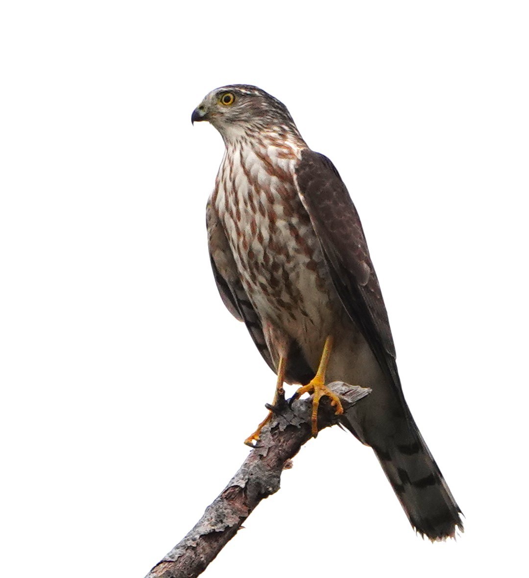 Sharp-shinned Hawk - ML610440144