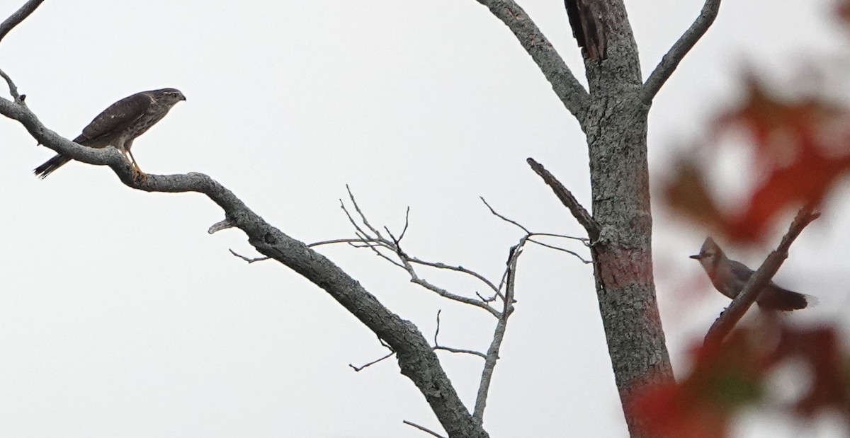 Sharp-shinned Hawk - ML610440166