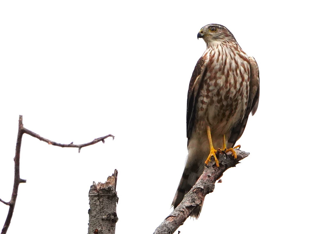 Sharp-shinned Hawk - ML610440182