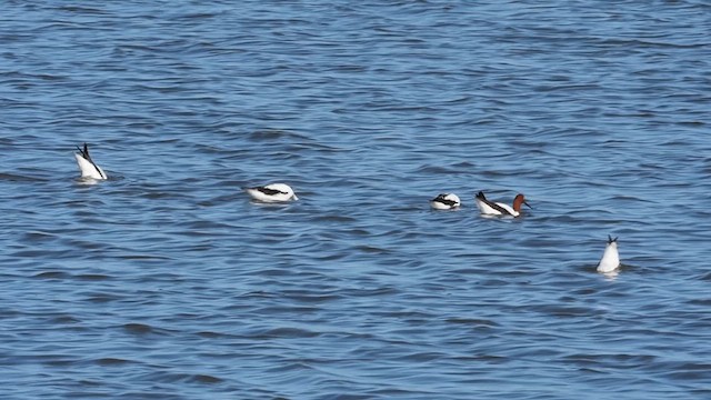 Avocette d'Australie - ML610440185