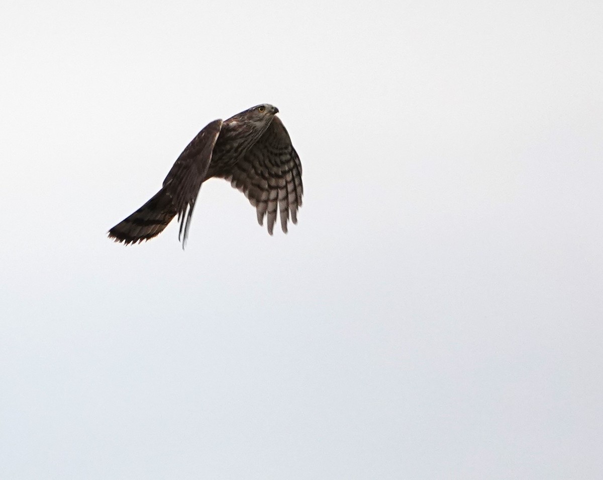 Sharp-shinned Hawk - ML610440213