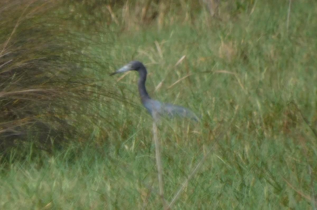 Little Blue Heron - ML610440224