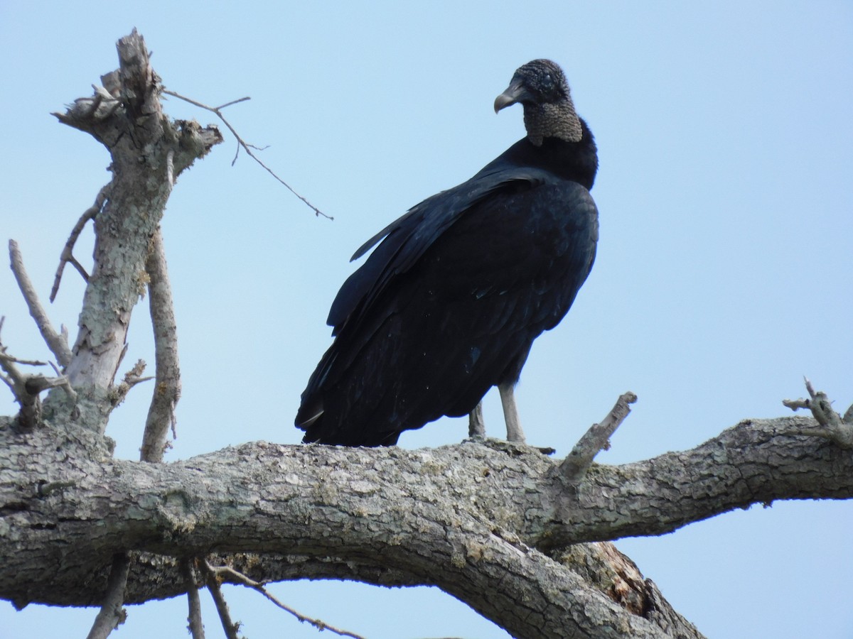 Black Vulture - ML610440234