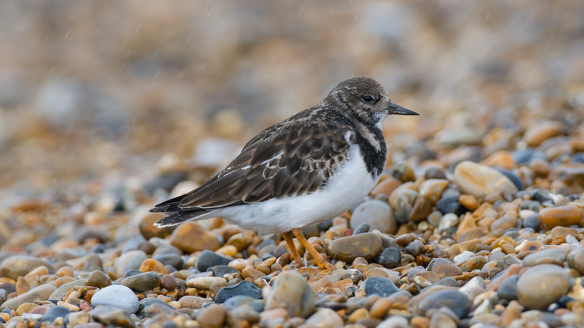 Ruddy Turnstone - Peter Kennerley