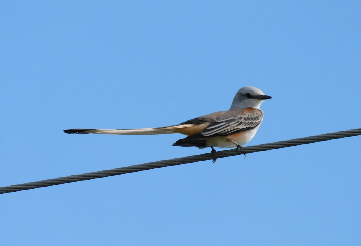 Scissor-tailed Flycatcher - ML610440259