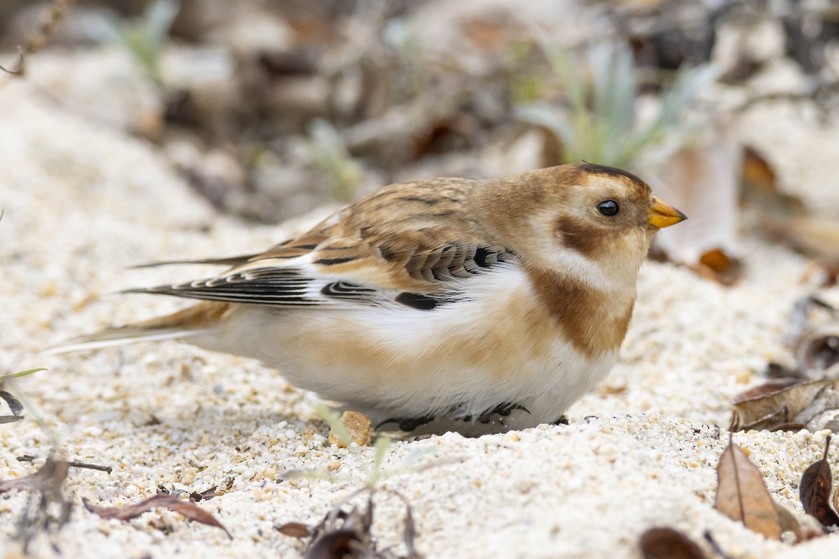 Snow Bunting - Anonymous