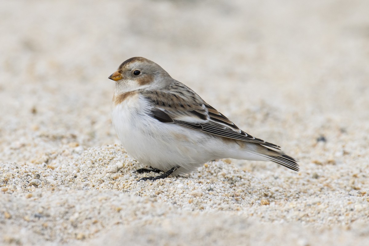 Snow Bunting - ML610440491