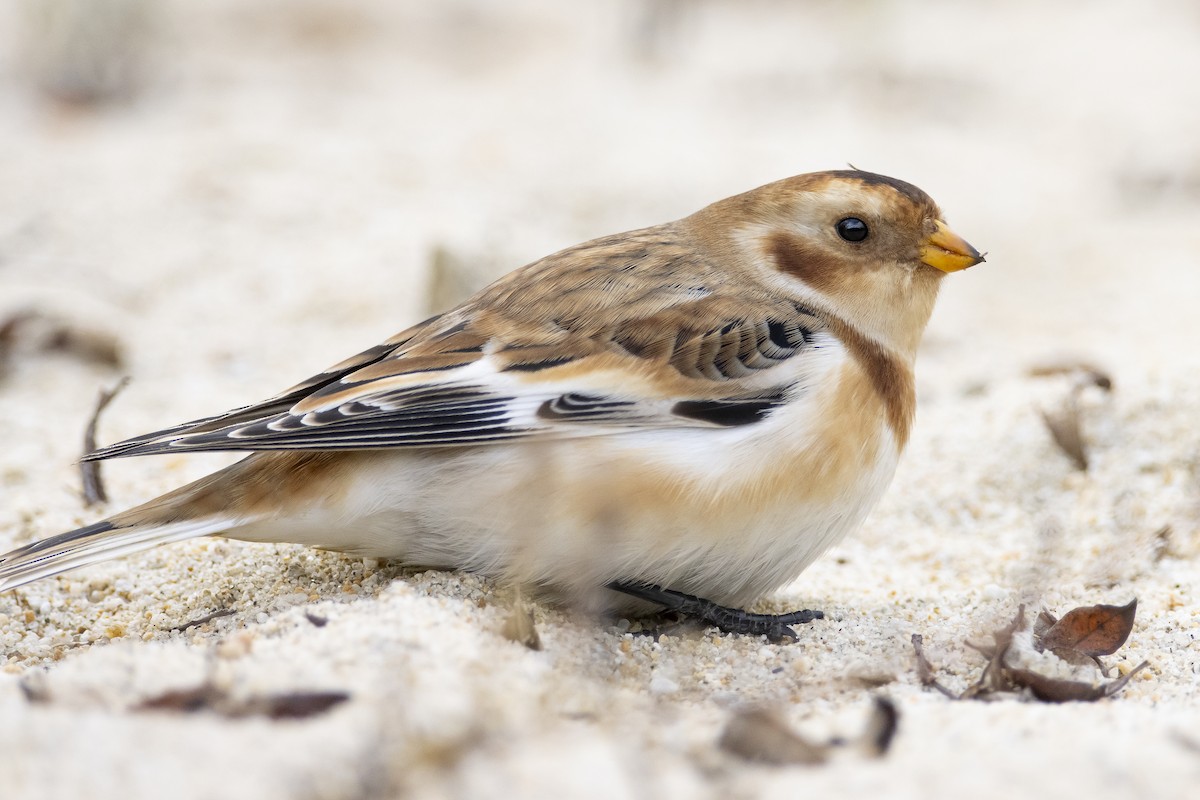 Snow Bunting - Anonymous