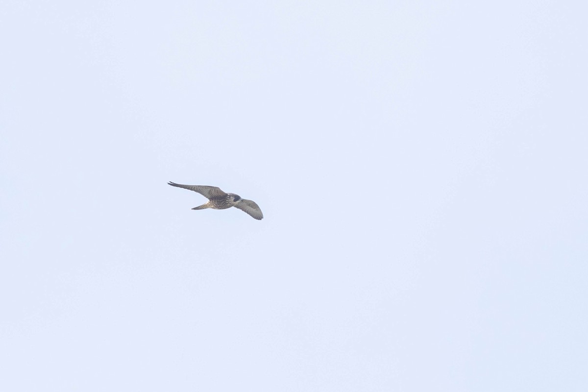 Peregrine Falcon - ML610440535