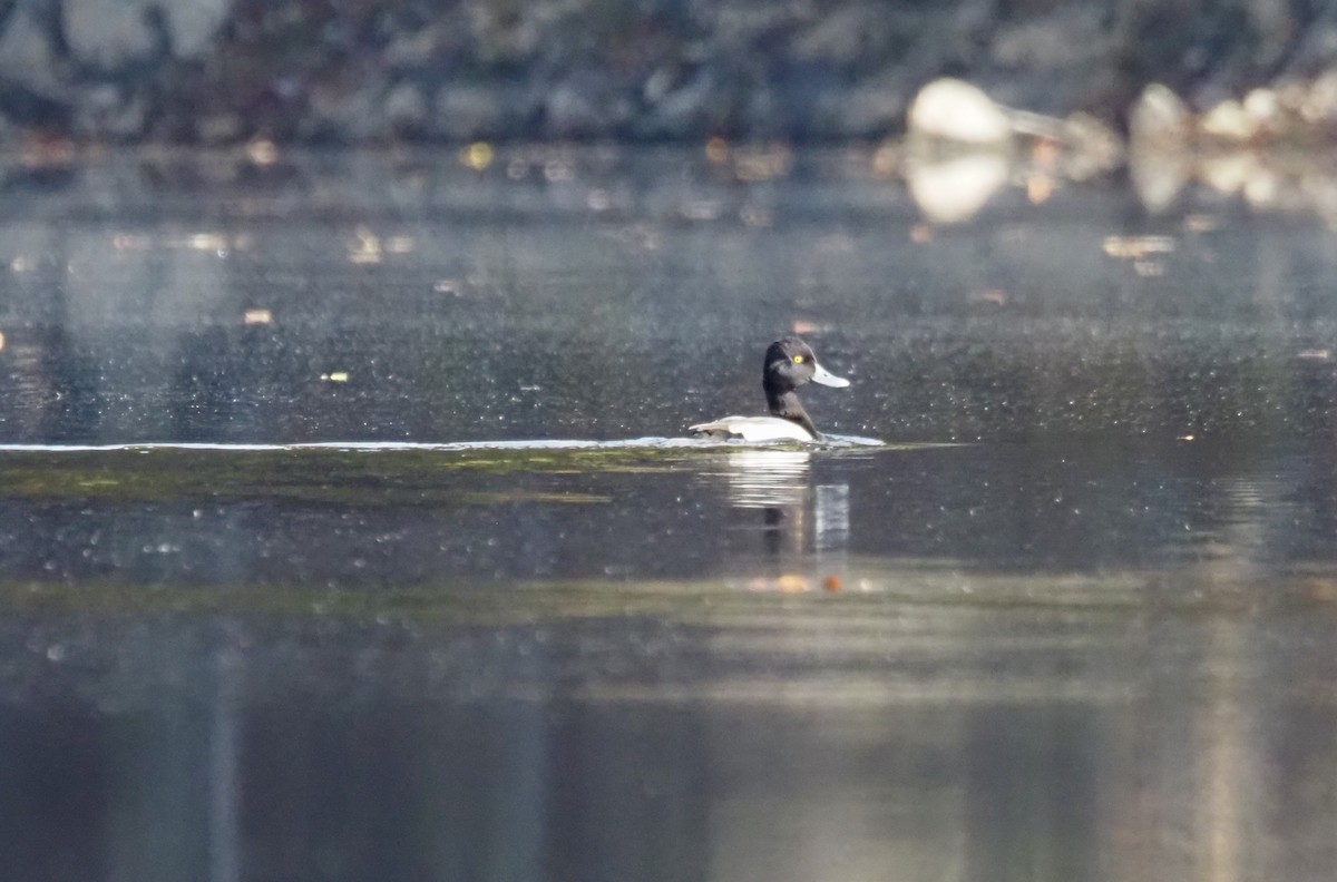 Lesser Scaup - ML610440584