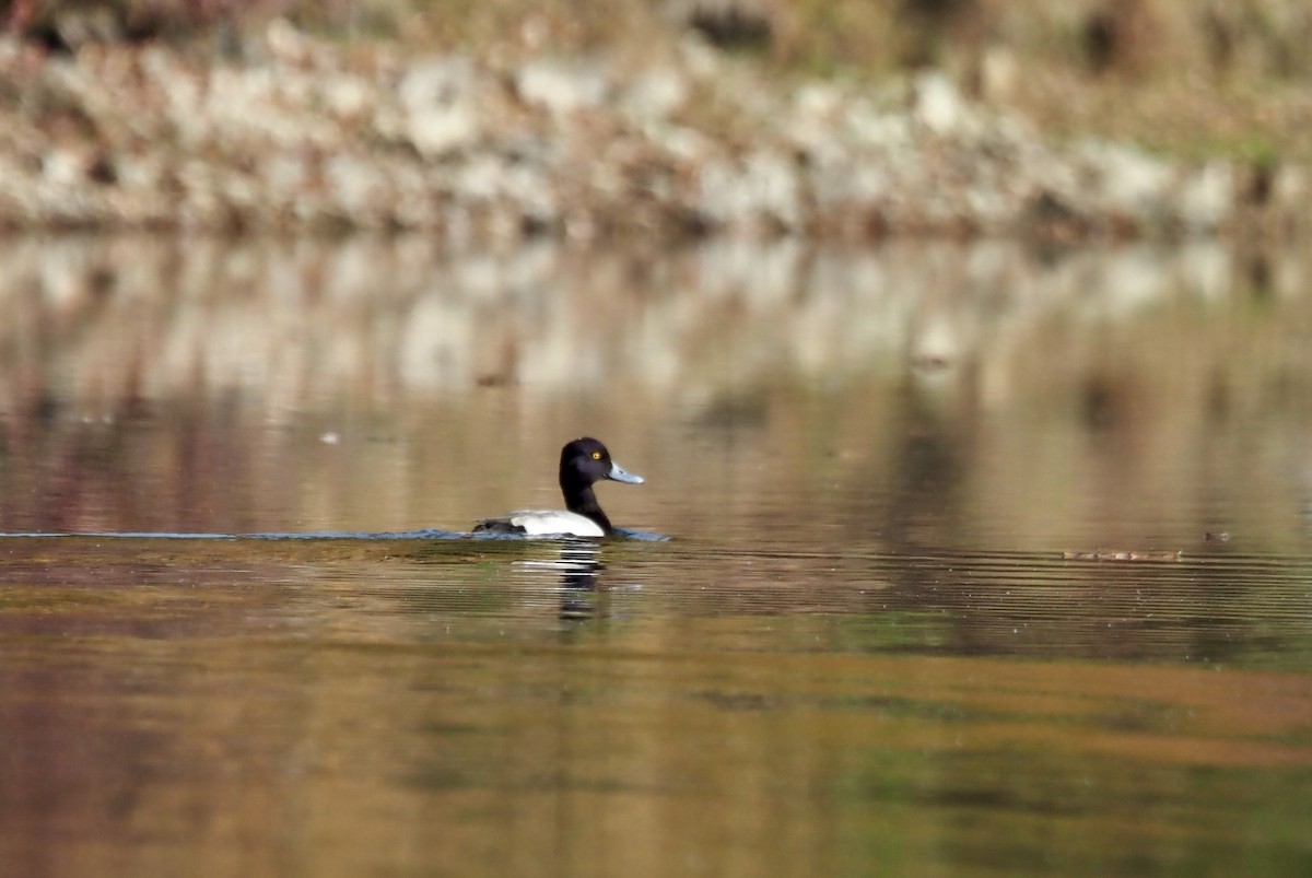 Lesser Scaup - ML610440585