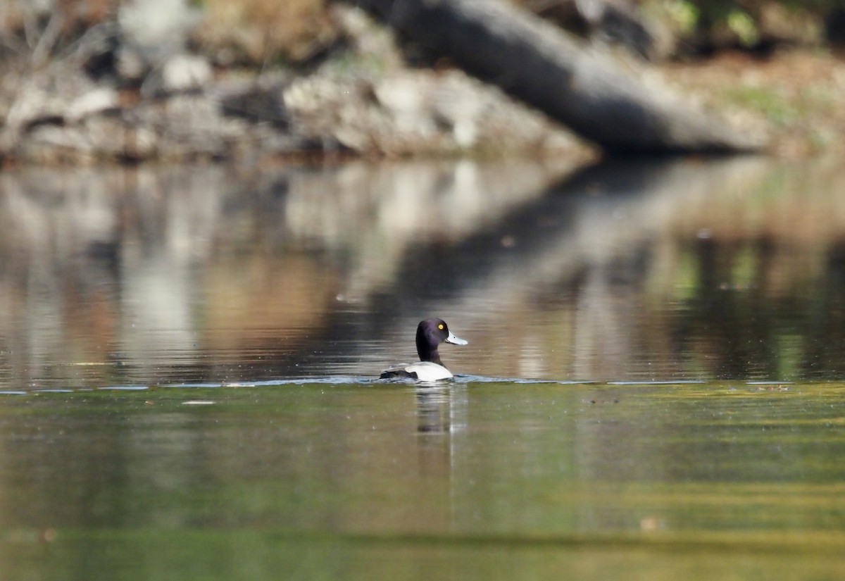 Lesser Scaup - ML610440586