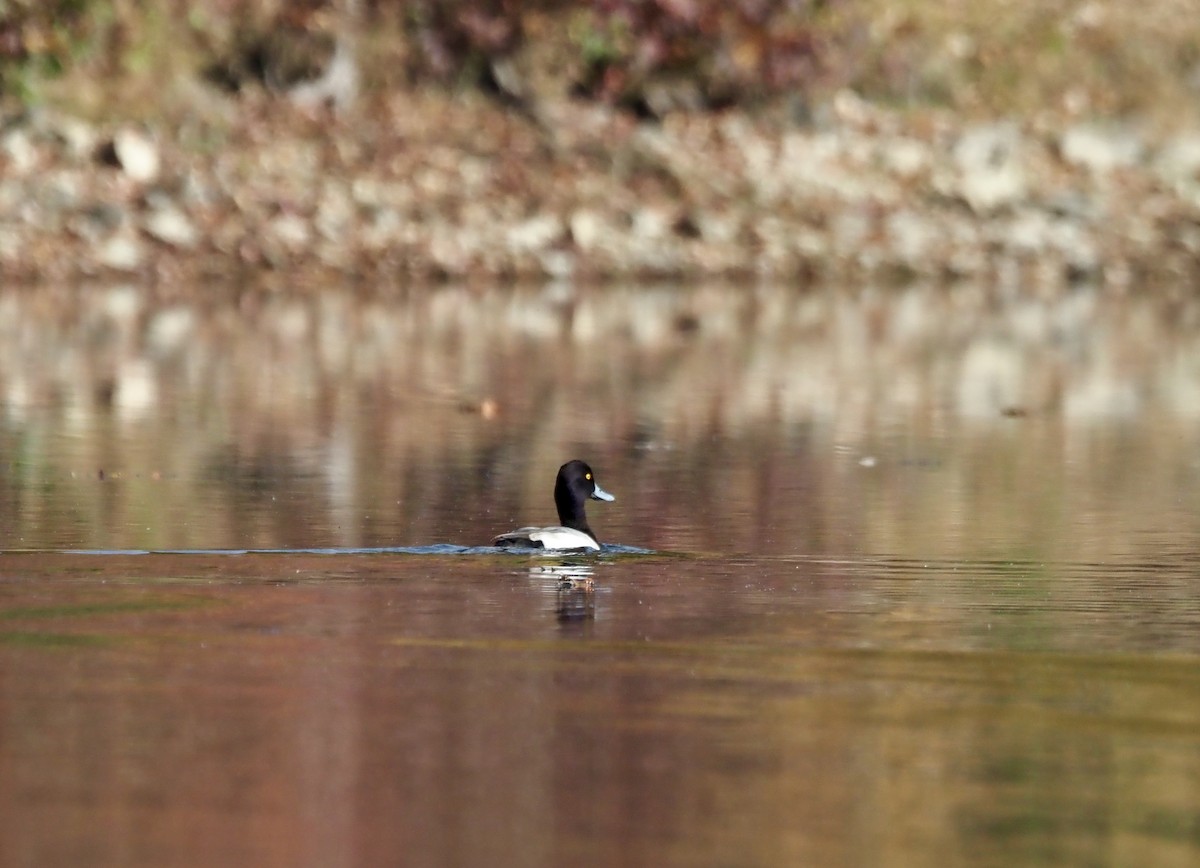 Lesser Scaup - ML610440587