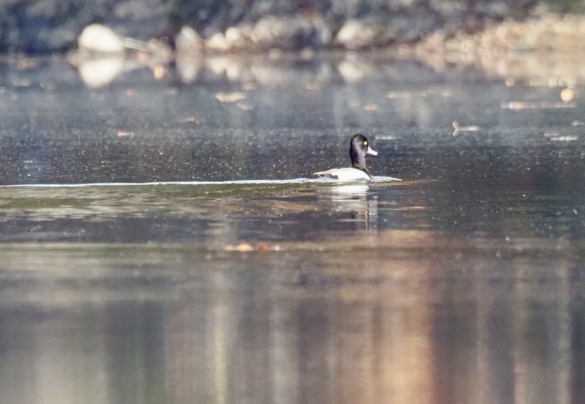 Lesser Scaup - ML610440588