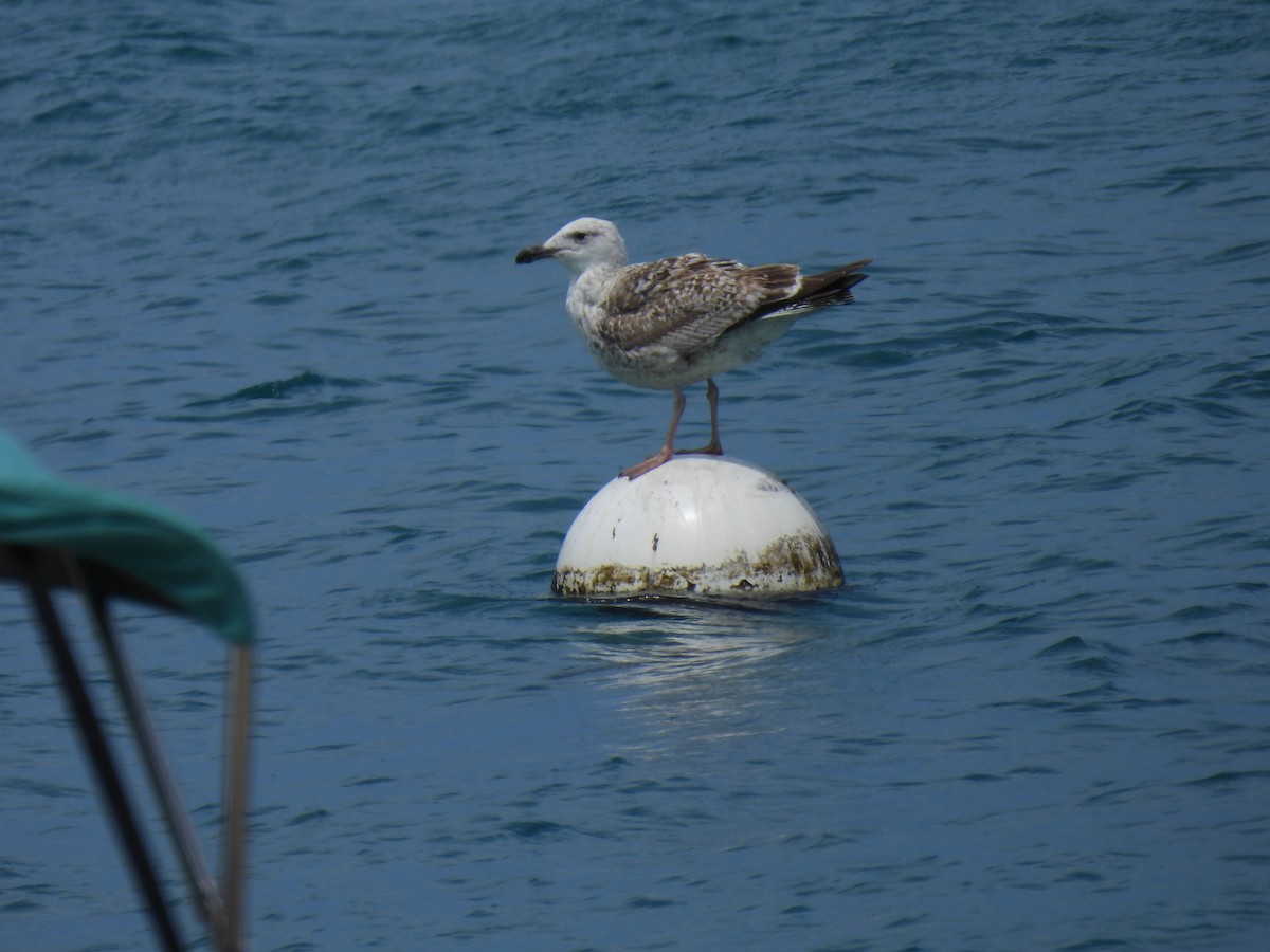 Gaviota Sombría - ML610440657